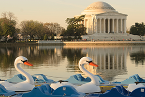 swan boats at tidal basin