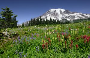 mount rainier