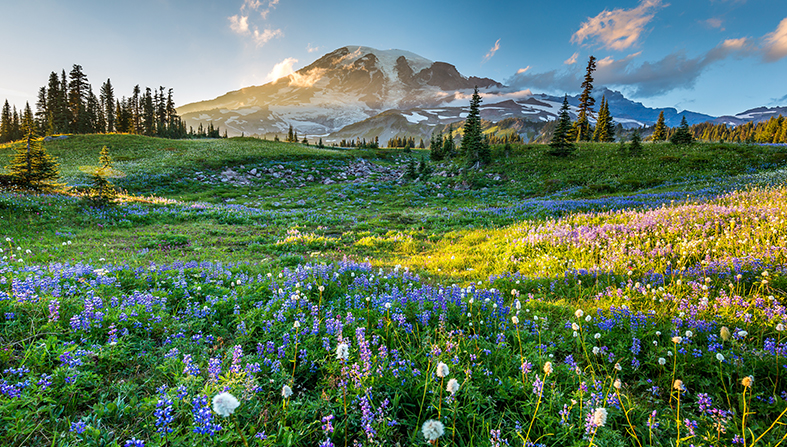 rainier